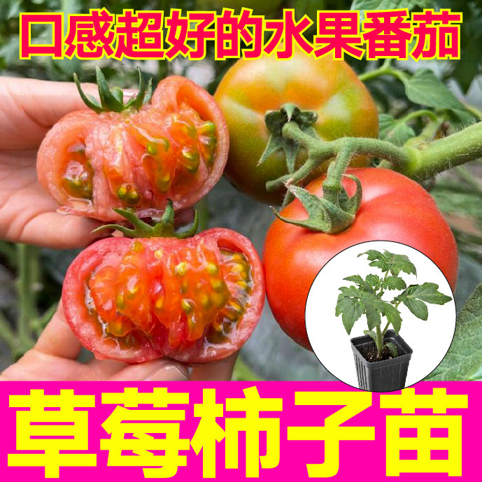 正宗柿子苗大菜乡爆甜四季