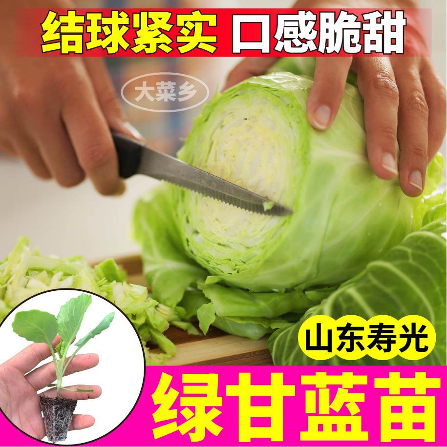 绿甘蓝苗秧四季盆栽脆甜