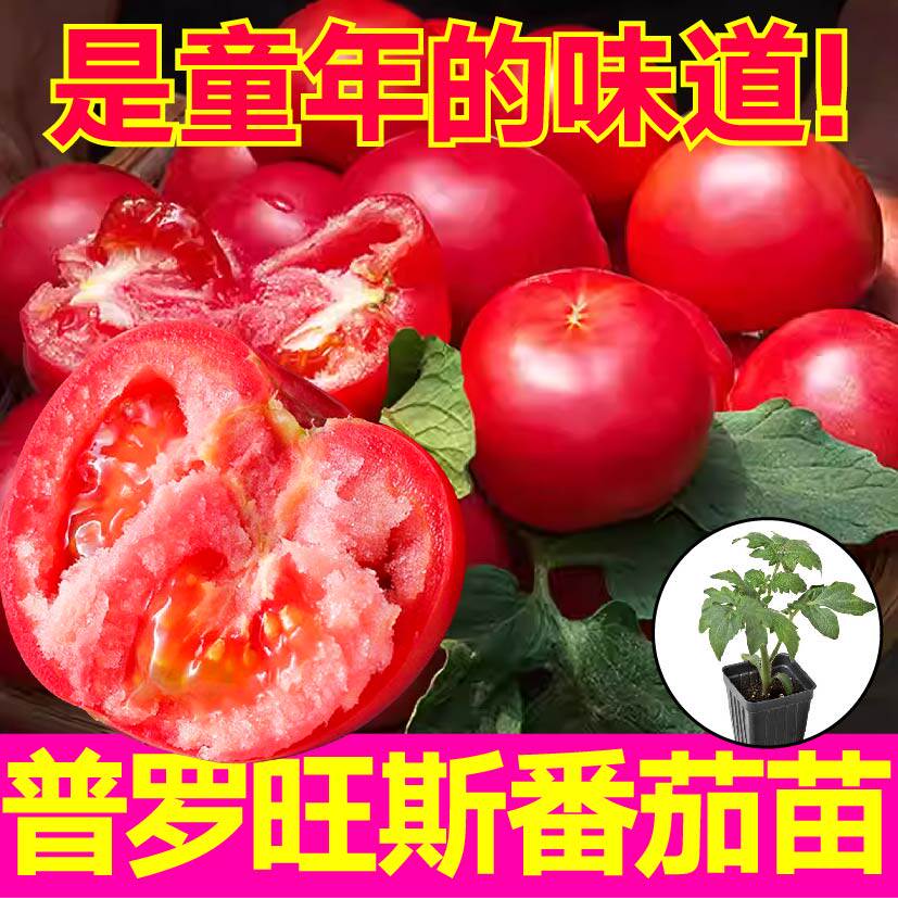 普罗旺斯四季种植圣女果盆栽