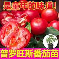 寿光沙瓤爆甜普罗旺斯口感番茄苗秧大粉千禧圣女果西红柿种子盆栽