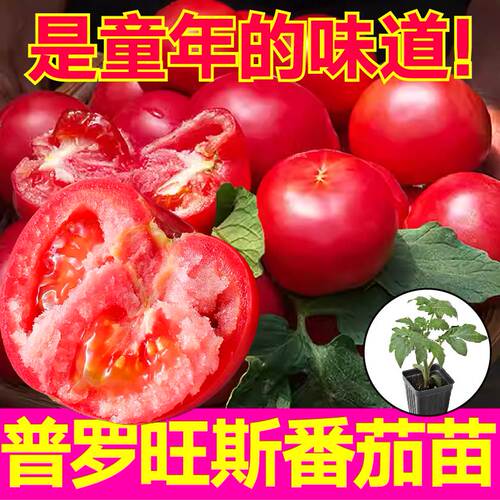 普罗旺斯四季种植圣女果盆栽