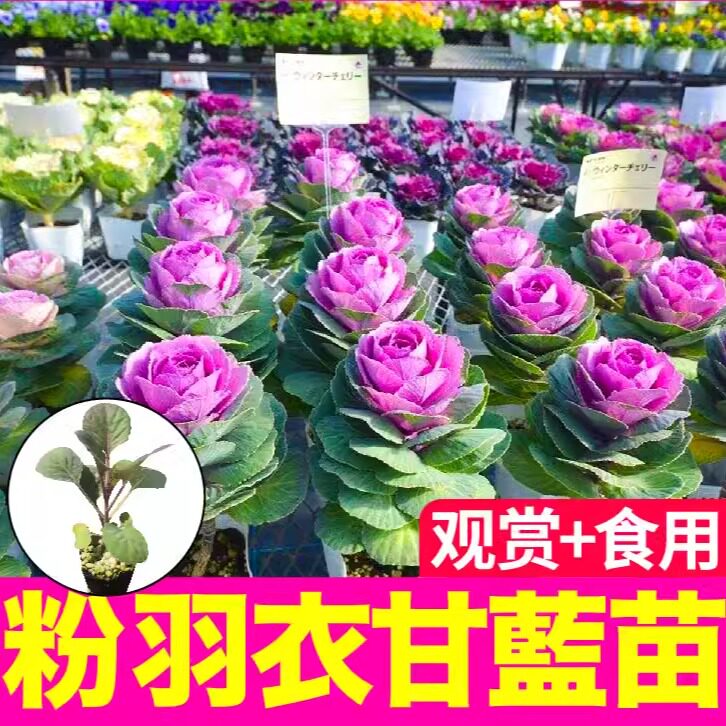 大菜乡四季盆栽粉羽衣苗