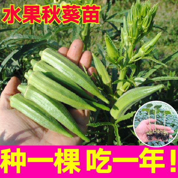 水果秋葵苗秧四季盆栽带土球