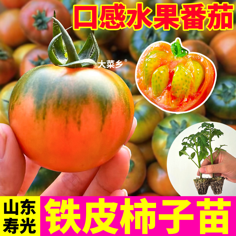 山东寿光铁皮柿子苗秧