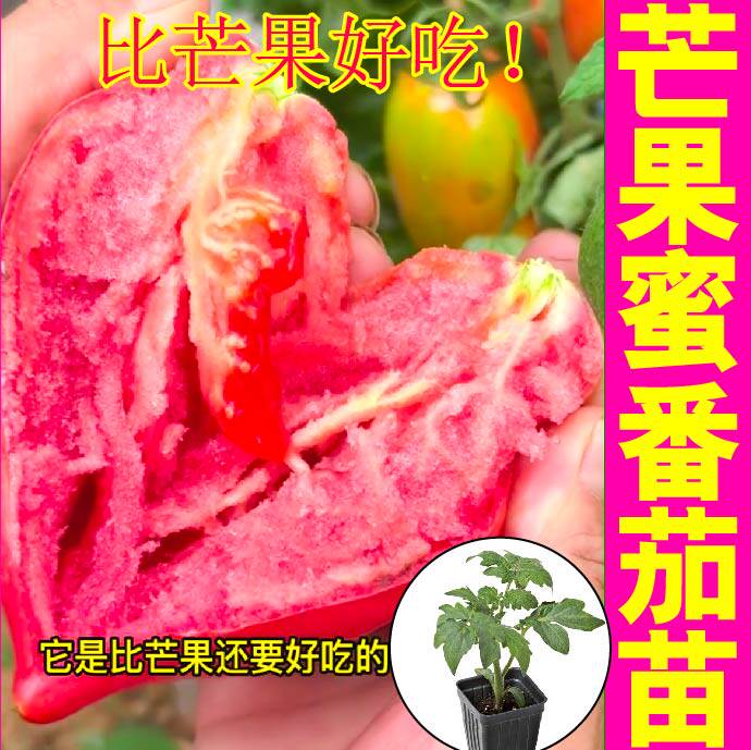 芒果蜜番茄苗四季盆栽带土球