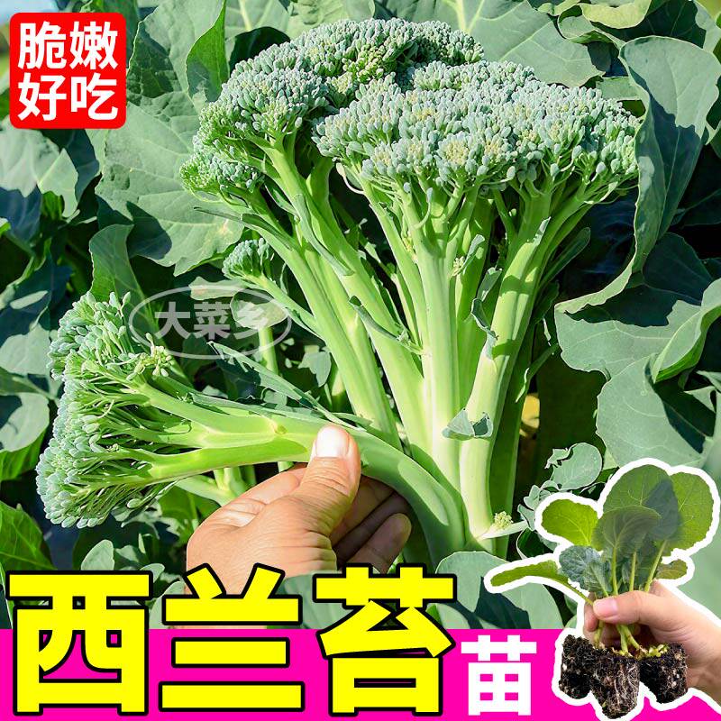 西兰苔苗秧芥蓝西兰花松花菜种子