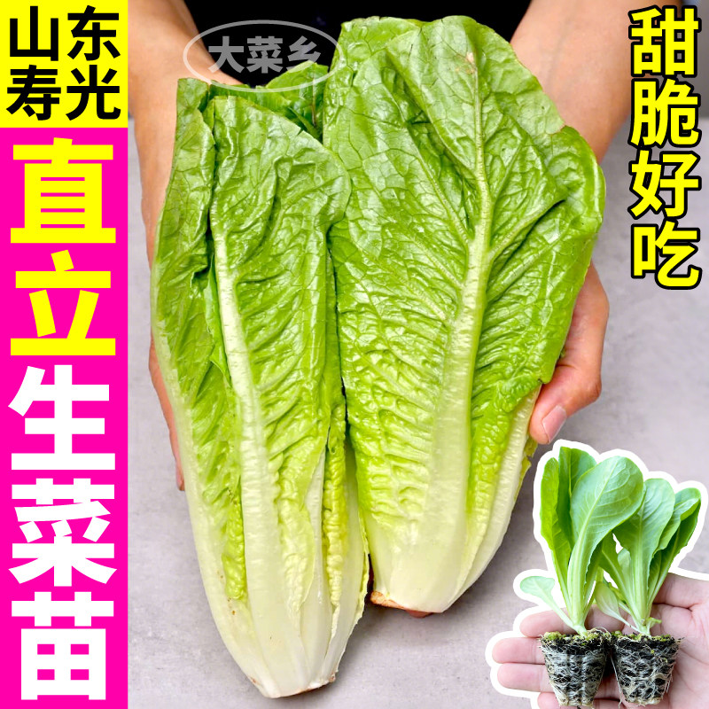 寿光直立生菜苗秧穴盘培育