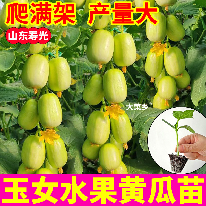 脆嫩清甜金童玉女黄瓜苗秧