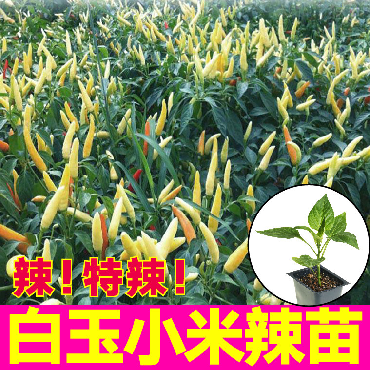 小米朝天椒大菜乡阳台盆栽四季