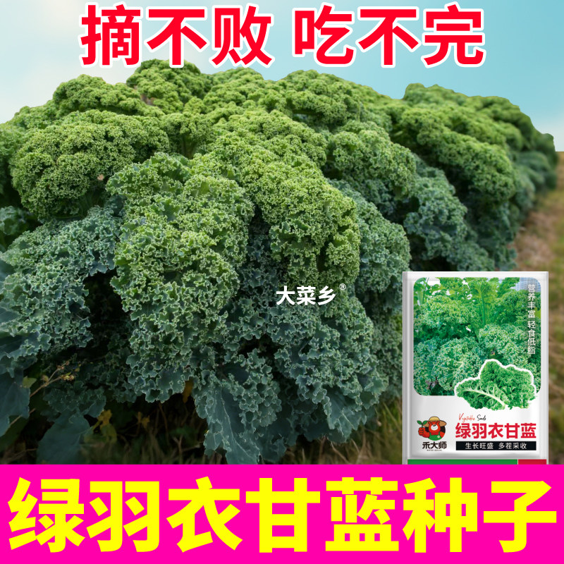 绿羽衣甘蓝种子摘不败观赏食用四季绿色蔬菜种籽盆栽阳台栽种