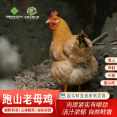 农家散养一年以上老母鸡小公鸡土鸡农村草鸡柴鸡走地鸡月子鸡黄油