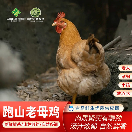 云陵散养皖南老母鸡新鲜现杀无抗