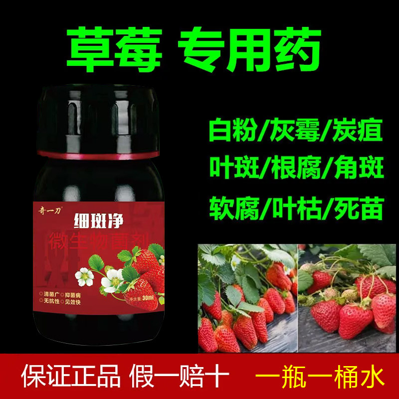 草莓细斑净草莓专打顽固角斑根腐烂棵空心黄萎白粉炭疽灰霉疫病菌,农用物资,叶面肥,淘宝优惠券,粉丝福利购,淘宝优惠卷