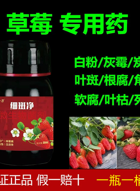 草莓细斑净草莓专打顽固角斑根腐烂棵空心黄萎白粉炭疽灰霉疫病菌