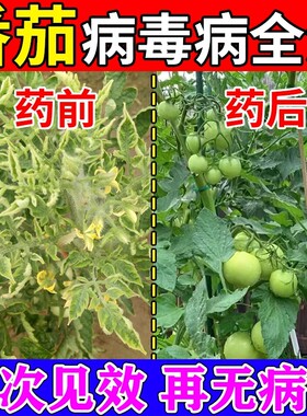 西红柿病毒病专用药防裂果杀菌防腐番茄卷叶果腐炭疽灰霉病叶面肥