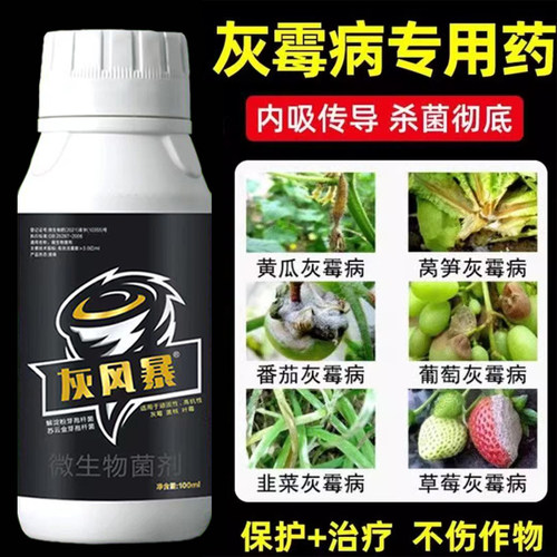 专打顽固抗性灰霉病菌核草莓番茄