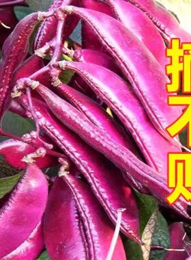 摘不败宽扁眉豆种春秋冬季扁青紫色豆角种子刀豆扁豆蔬菜种子大全