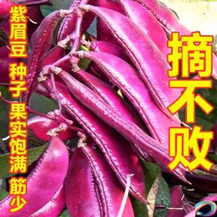摘不败宽扁眉豆种春秋冬季扁青紫色豆角种子刀豆扁豆蔬菜种子大全
