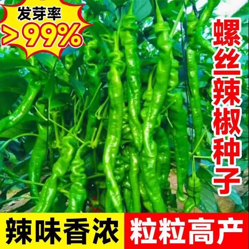 螺丝辣椒种籽薄皮辣椒种子四季阳台盆栽杭椒尖椒种孑春秋蔬菜籽种