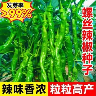 螺丝辣椒种籽薄皮辣椒种子四季阳台盆栽杭椒尖椒种孑春秋蔬菜籽种
