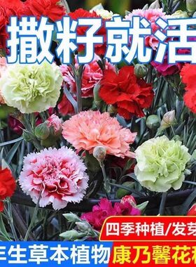 重瓣康乃馨种子阳台庭院驱蚊香草籽四季播种开花盆栽花苗花种子籽
