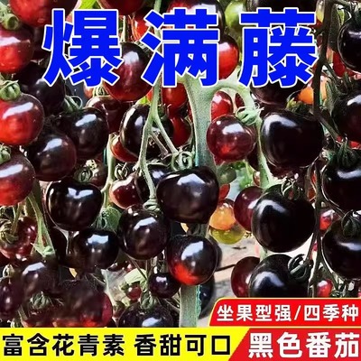 糖水黑番茄种子黑西红柿种苗种籽小番茄耐热四季阳台盆栽蔬菜种孑