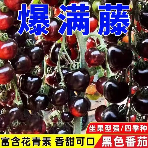 糖水黑番茄种子黑西红柿种苗种籽小番茄耐热四季阳台盆栽蔬菜种孑