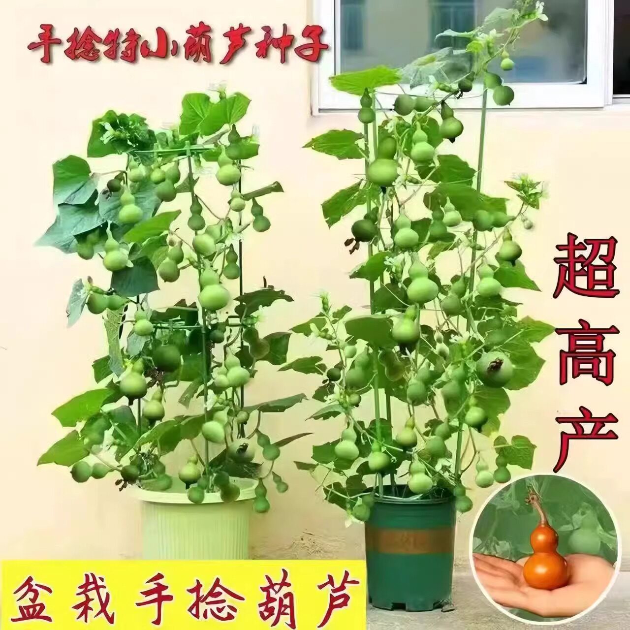 葫芦籽种文玩八宝亚腰特小手捻葫芦种子盆栽特大巨型葫芦种子秧苗