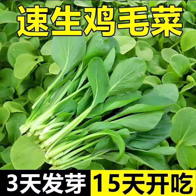 鸡毛菜菜籽种四季速生小白菜青菜油菜春秋冬季上海青蔬菜种子种孑