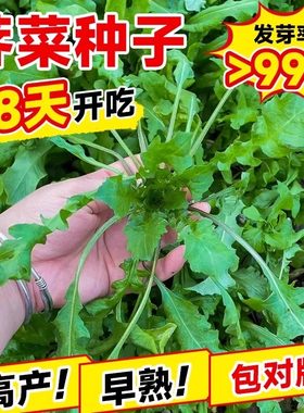 荠菜种子农家纯野生四季大叶芥菜种籽食用盆栽蔬菜种孑春秋冬籽种