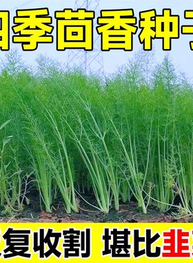 茴香种子种籽苗孑小茴香菜秧苗阳台四季春秋菜种盆栽籽种蔬菜菜籽