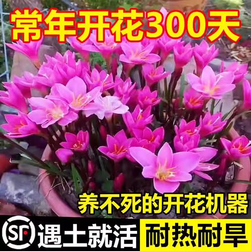 风雨兰种球四季播种开花重瓣葱兰韭莲室内盆栽花卉春秋韭兰花种籽