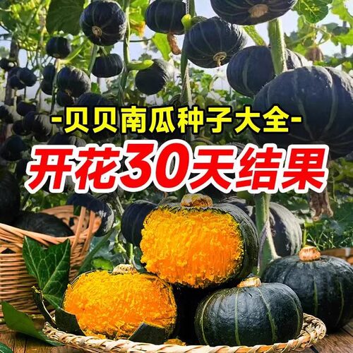 绿贝贝南瓜种籽苗板栗南瓜种孑四季甜糯奶油蜜本正宗盆栽蔬菜种子