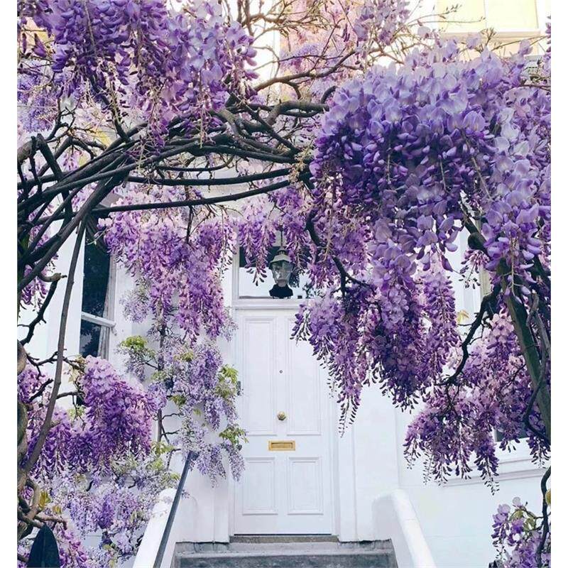 日本多花长穗紫藤花苗爬藤紫滕植物树苗紫腾多花花卉耐寒庭院阳台