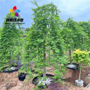 流泉枫树苗原生小苗垂枝瀑布枫别墅庭院大型耐寒风景树盆栽黄金枫