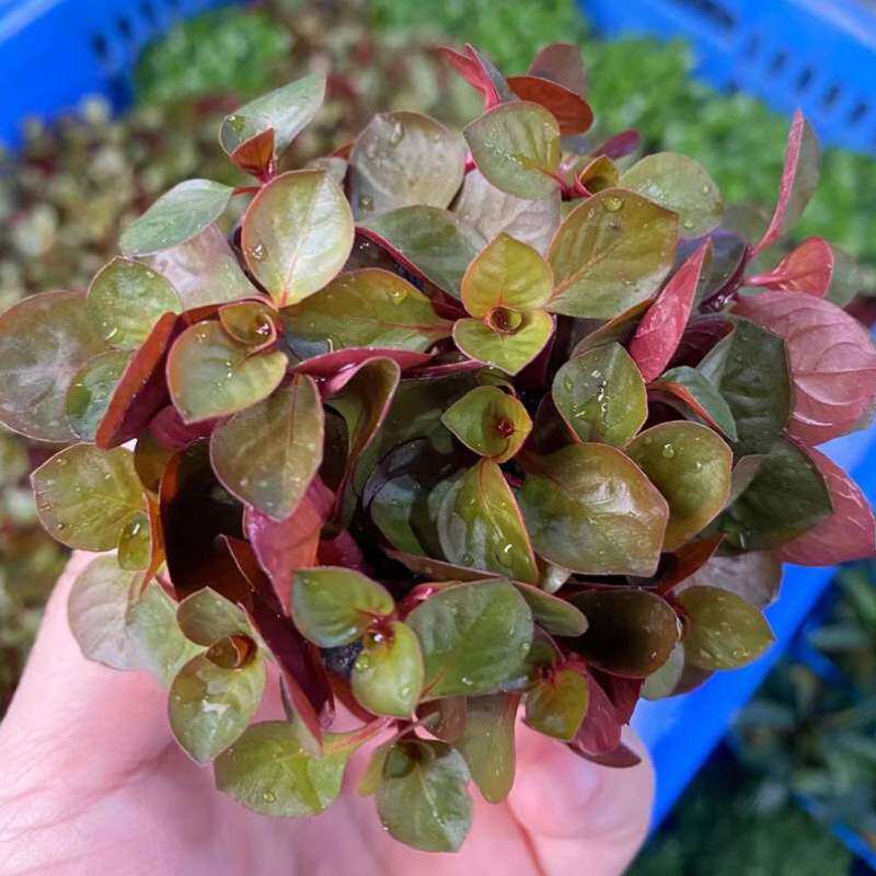 造景水人水培鱼缸阴性水草发懒草场丁香直淡水草缸植物增氧玫瑰坨