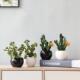 创意室内桌面假花仿真绿植装 饰摆件家居茶几植物盆栽仙人掌盆景