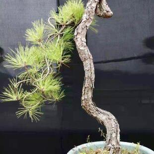 產(chǎn)提根文人黑松五針?biāo)膳杈包S山松大型造型老樁迎客松庭院陽臺(tái)綠促