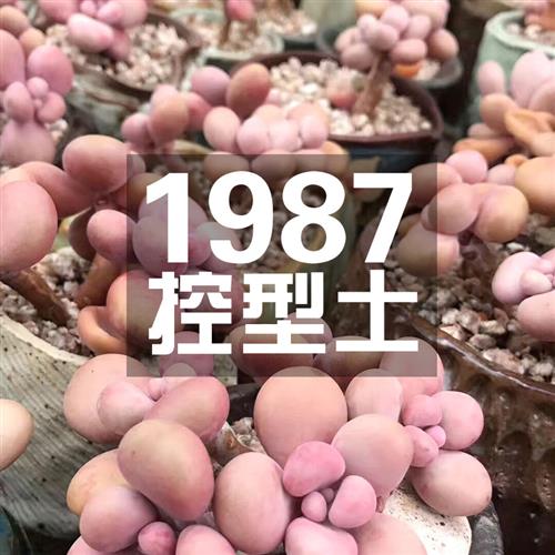 1987研制[玩家专用]多肉控型土营养土非纯颗粒度夏5年用土