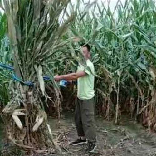 新款新品苞米玉米秸秆捆绳子铡草机v杆简易手动打W器割收割捆扎专
