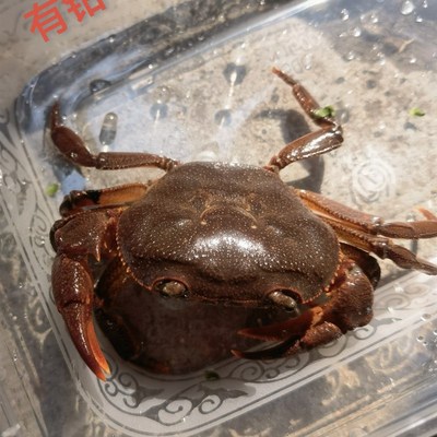 山螃蟹土螃蟹龙溪蟹溪流螃蟹C红螃蟹观赏蟹药蟹原生螃蟹