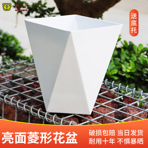 红掌龟背竹金钱树客厅大花盆