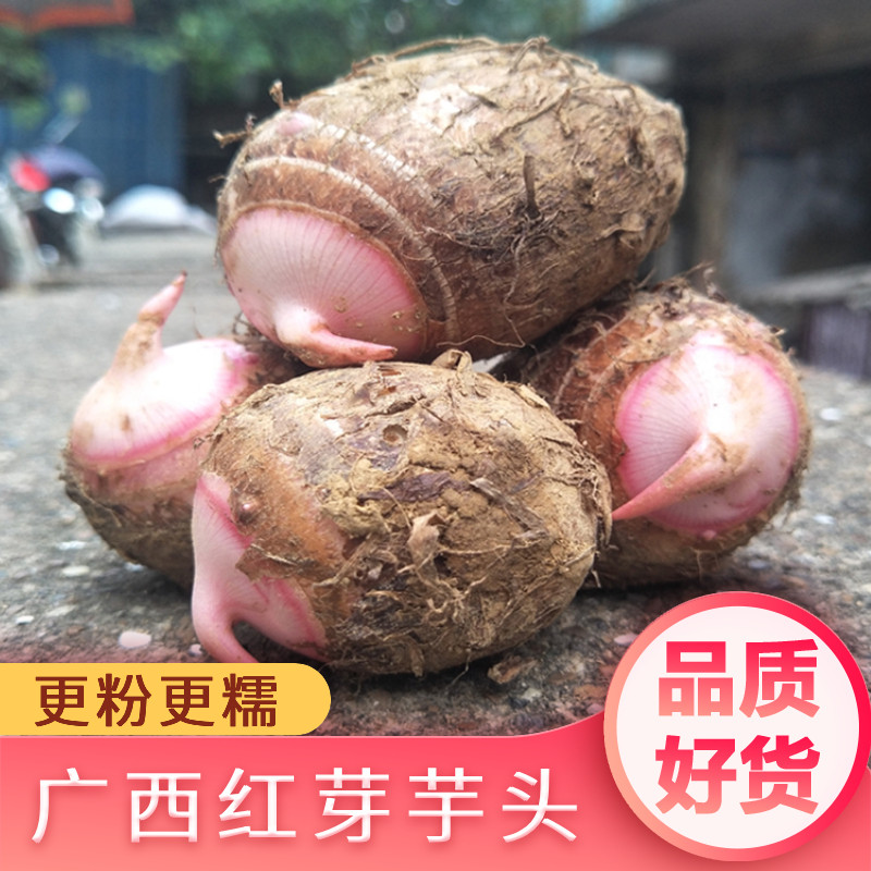 【粉糯香】广西红芽小芋头仔软糯香芋艿毛芋特产新鲜蔬菜荔浦种植