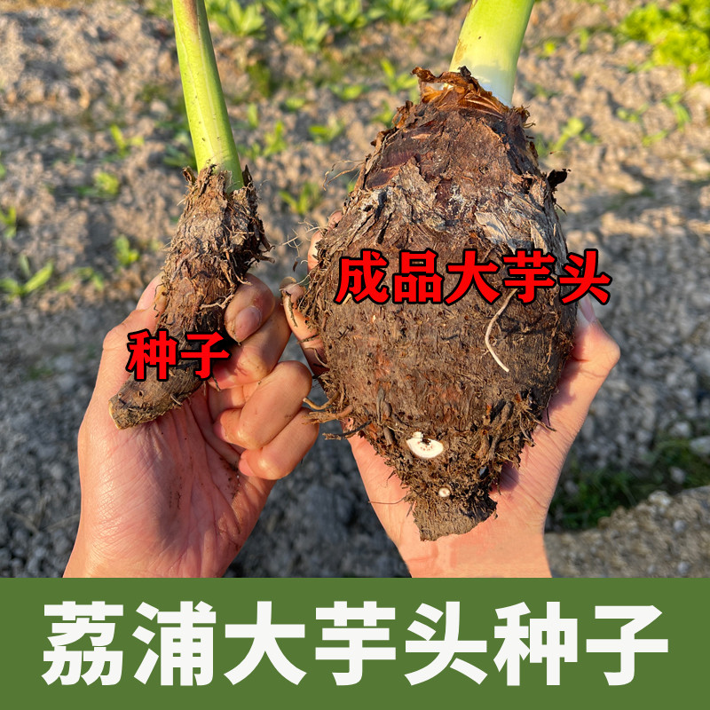 正宗荔浦大芋头种子广西香芋种苗紫藤槟榔芋种植苗新鲜蔬菜苗种籽