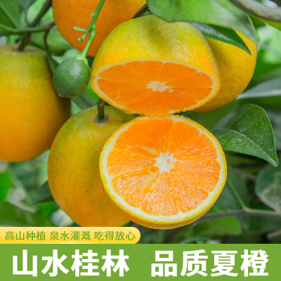 现摘夏橙精选好品质夏天当季橙子