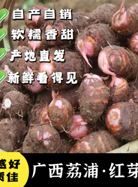 【粉糯香】广西荔浦红芽芋新鲜小香芋艿毛芋子农家牛奶油小芋头仔