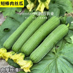 肉丝瓜苗短棒香丝瓜秧苗老品种蔬菜种子高产肉丝瓜苗耐热型香嫩