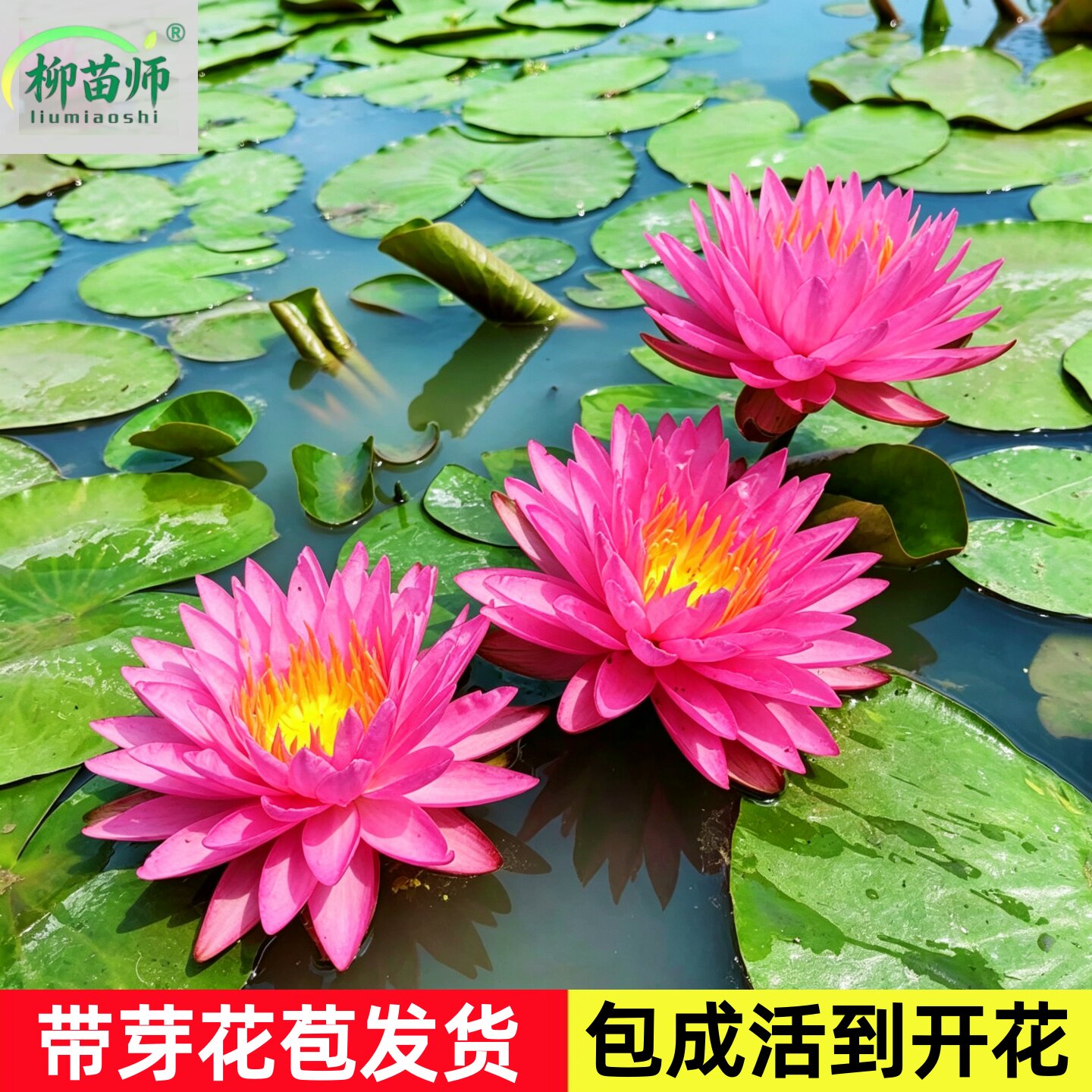 睡莲水培植物根块丝绸缸池塘造景