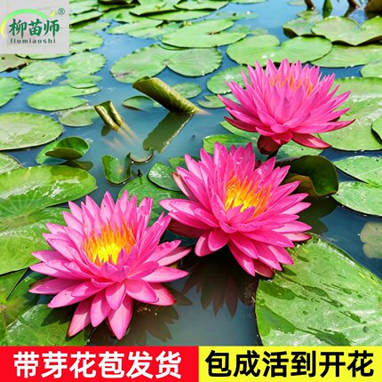 睡莲水培植物根块丝绸莲花水缸池塘造景带花苞耐寒睡莲花四季鱼缸