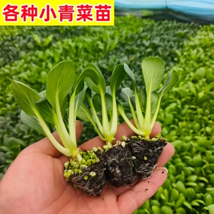 四季小青菜苗上海青秧苗蔬菜苗幼苗苏州青青菜苗种子籽鸡毛菜盆栽